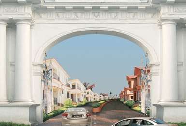 Camellia Heritage Image