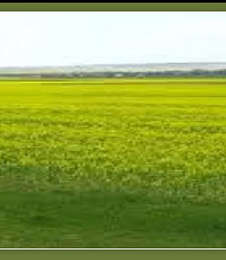 Galaxy Ashirbad Site View