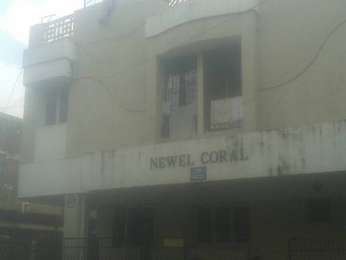 Newel Coral Image