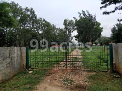 Pooja Tree Shades Image