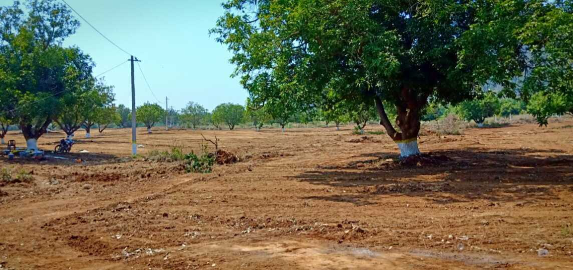 Pudami Developers Akshaya Farm Land Photos Cheemalapadu, Krishna