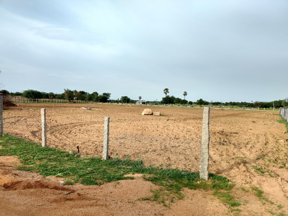 Mango Trees Photos Patancheru, Hyderabad Pictures